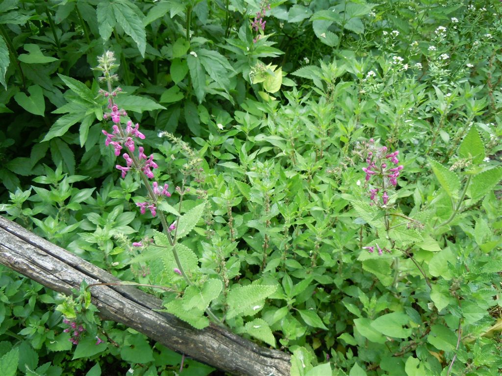 Stachys sylvatica L. / Stregona dei boschi